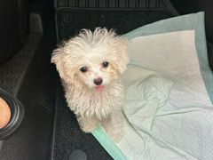 -瑞派宠物医院·犬猫全科·猫友好(宾水西道店)