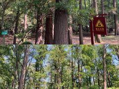 -上海共青森林公园