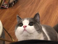-欣宠猫屋·矮脚拿破仑·蓝金金渐层