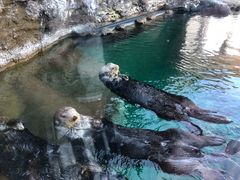 -西雅图水族馆