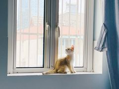 -欣宠猫屋·矮脚拿破仑·蓝金金渐层