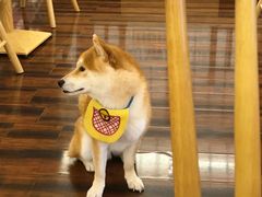 -豆柴町-柴犬主题狗咖(红鼎国际C座店)
