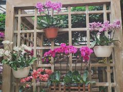 -南山植物园