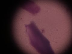 -瑞鹏宠物医院·骨科·猫科·内科(第一中心)