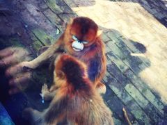 -西安秦岭野生动物园