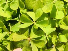 -上海滴水湖皇冠假日酒店