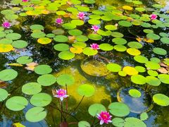-长田漾湿地公园