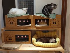 -有猫主题·治愈系猫咖(曾厝垵店)