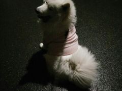 -菲丽丝宠物医院·24小时·猫科中心·免疫点(淮海分院)