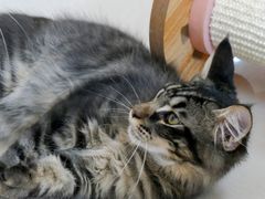 -鼓捣猫呢主题猫咖店
