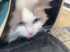 -艾贝尔宠物医院·狂犬免疫点(江山金象城店)