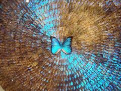 -上海昆虫博物馆