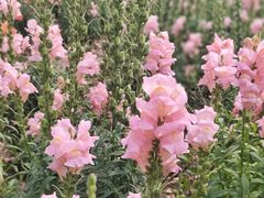 -世纪公园-世纪春沁园