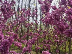 -合肥滨湖国家森林公园