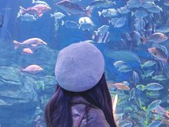-顺德南宏海立方海洋公园