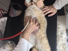 -瑞鹏宠物医院·骨科·猫科·内科(第一中心)