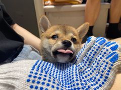 -逗柴咖啡屋·狗咖猫咖宠物桌游