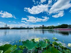 -莲花池公园