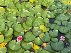 -大连植物园