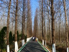 -合肥滨湖国家森林公园