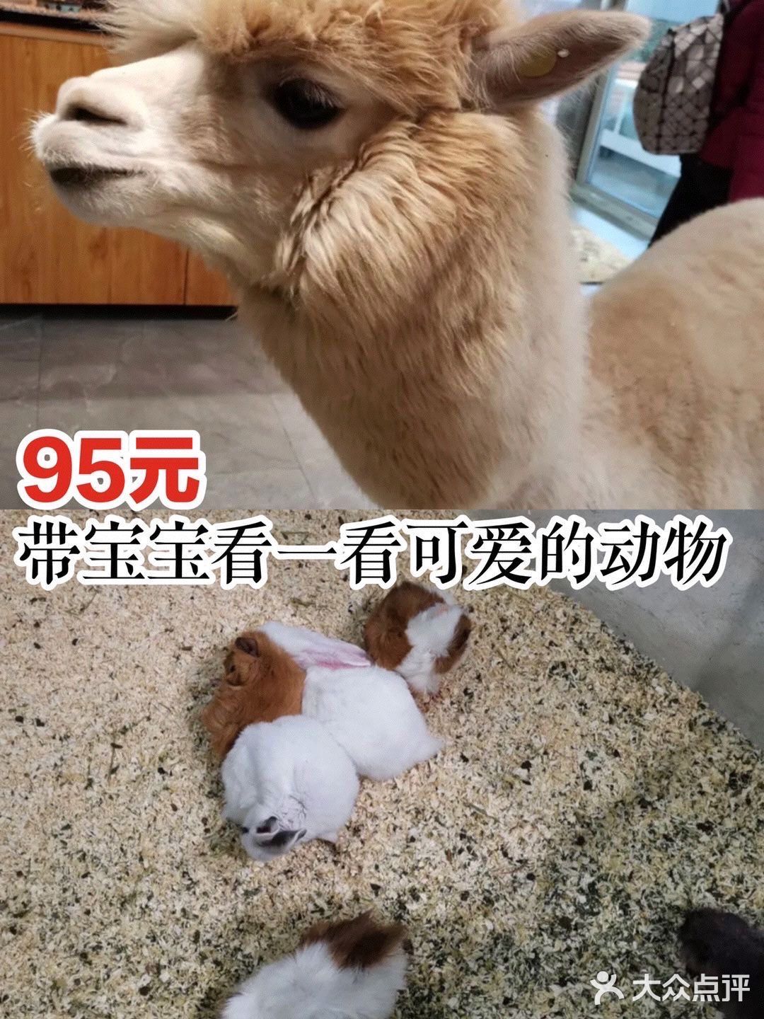 95元带宝宝看一看可爱的动物