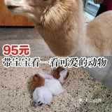 95元带宝宝看一看可爱的动物