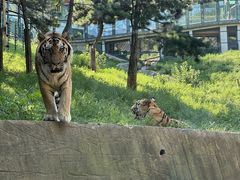 -大连森林动物园