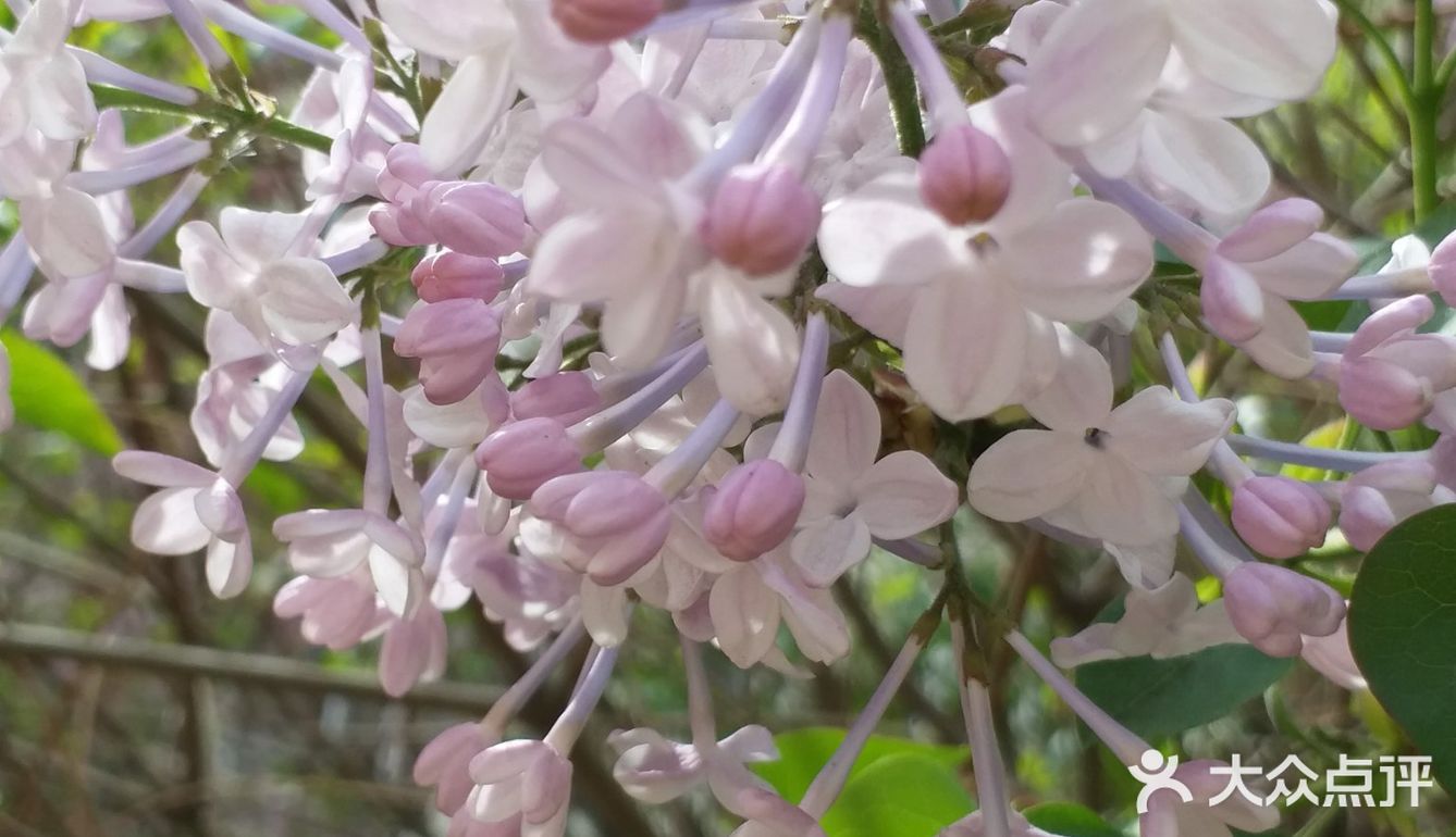 作为哈尔滨市市花--丁香