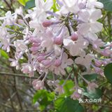 作为哈尔滨市市花--丁香