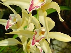 -国家植物园南园