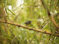 -白鹭湾湿地公园