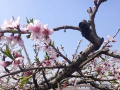 -田园东方蜜桃村的田野营地