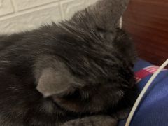 -达爱动物医院·犬猫分区·CT·复杂眼科(远洋山水分院)