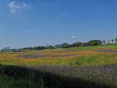 -光明小镇欢乐田园