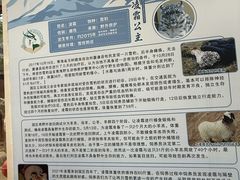 -青藏高原野生动物园