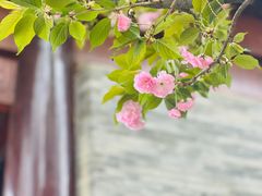 -西安大兴善寺