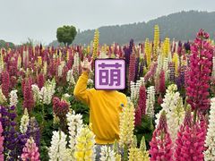 -径山花海