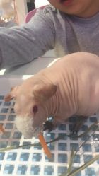 -Moni星球萌宠·小马宝莉·灵蛇·高端高阶全萌宠互动体验俱乐部(红豆国际广场店)