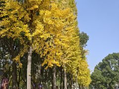-上海瑞金洲际酒店