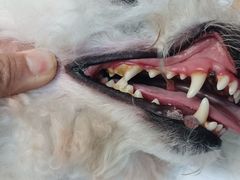 -博特宠物医院24h犬猫全科.骨科·异宠
