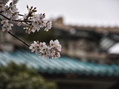 -武汉大学-樱园