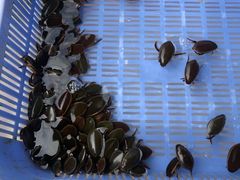 -南沙十九涌渔人码头-南门