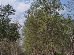 -中国科学院西双版纳热带植物园