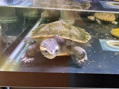 -灵龟之家百象馆(百象馆联合旗舰店)