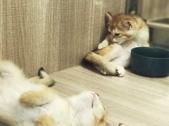 -飞行喵MR PILOT|猫舍·猫咖(静安大融城店)