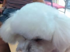 -瑞鹏宠物医院·超声·骨科·奇麟分院(蜀都万达店)