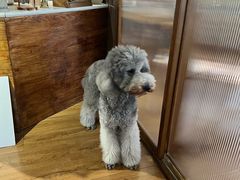 -沏点Trattoria意大利餐厅(新街口店)