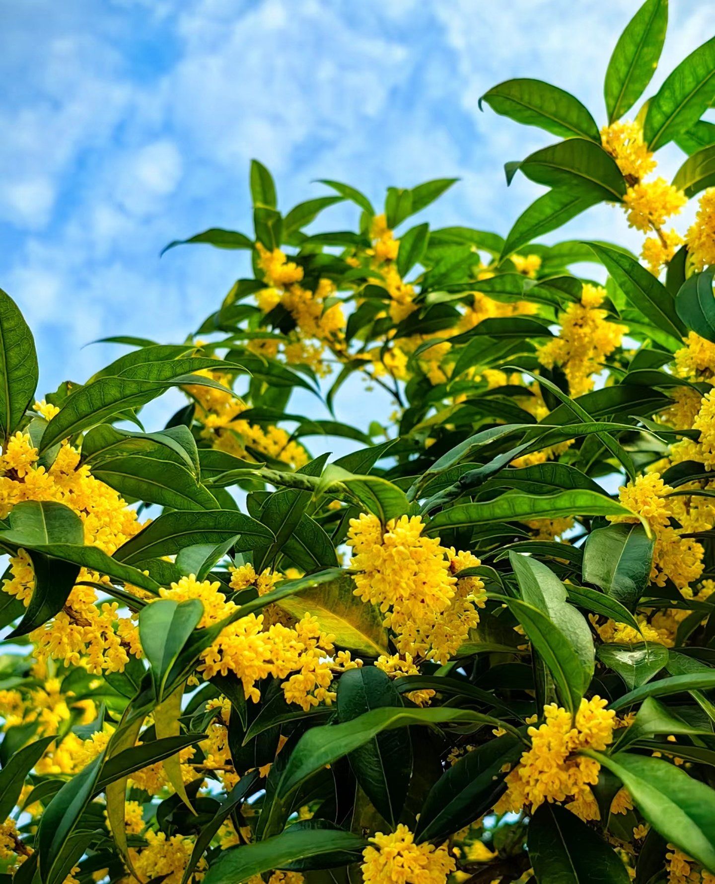 你们那桂花开了没有?