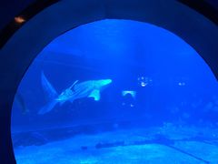 -烟台海昌鲸鲨海洋公园