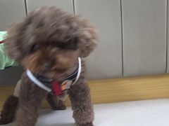 -美联众合动物医院·24h转诊中心
